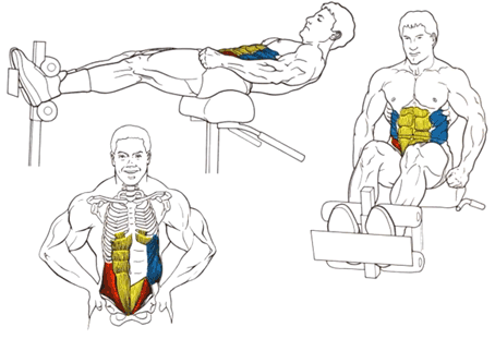 Основні задіяні м'язи - Скручування на римському стільці